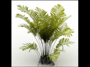 palm 3d Modelo 3D