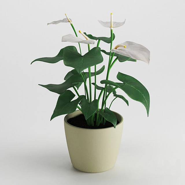 anthurium flower 3D Model .c4d .max .obj .3ds .fbx .stl .blend 