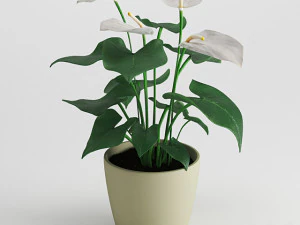 fiore di anturio Modello 3D