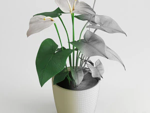 anthurium flower 3D Model