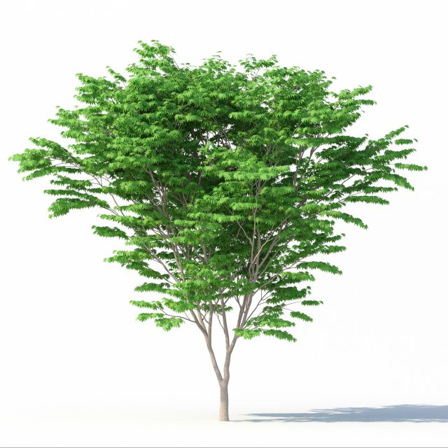 acer palmatum no 1 Modelo 3D .c4d .max .obj .3ds .fbx .stl .blend 