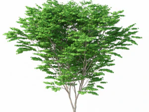 acer palmatum n&ordm; 1 Modelo 3D