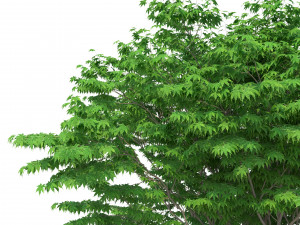 acer palmatum no 1 Modelo 3D
