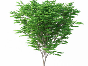 acer palmatum no 1 Modelo 3D