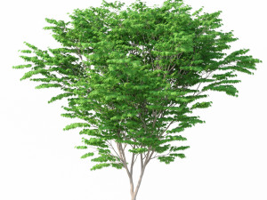 acer palmatum no 1 Modelo 3D