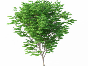 acer palmatum no 1 Modelo 3D