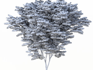 acer palmatum no 1 Modelo 3D