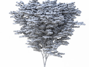 acer palmatum no 1 Modelo 3D