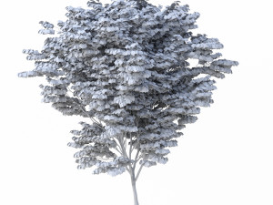 acer palmatum no 1 Modelo 3D