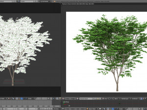 acer palmatum no 1 Modelo 3D