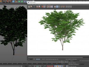 acer palmatum no 1 Modelo 3D