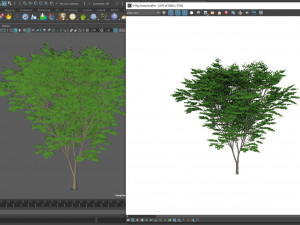 acer palmatum no 1 Modelo 3D