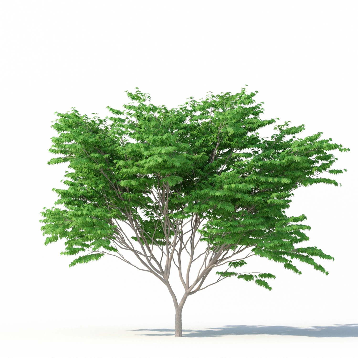 acer palmatum no 2 3D Model .c4d .max .obj .3ds .fbx .stl .blend 