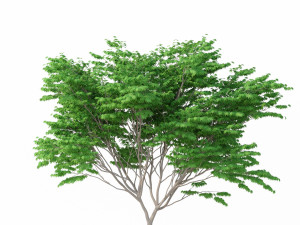 acer palmatum no 2 3D Model