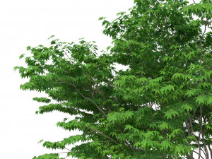 acer palmatum no 2 3D Model
