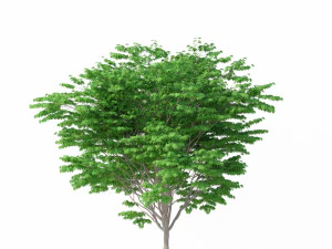 acer palmatum no 2 3D Model