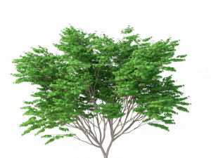 acer palmatum no 2 3D Model
