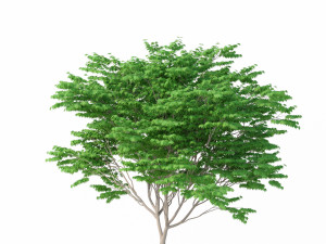 acer palmatum no 2 Modelo 3D