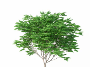 acer palmatum no 2 3D Model