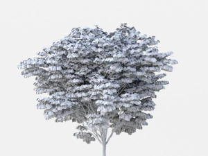 acer palmatum no 2 3D Model