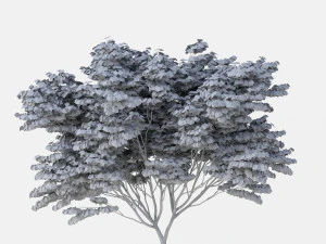 acer palmatum no 2 3D Model