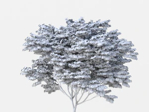acer palmatum no 2 3D Model