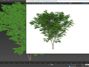 acer palmatum no 2 3D Model