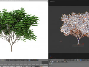 acer palmatum no 2 3D Model
