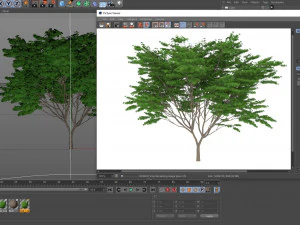 acer palmatum no 2 3D Model