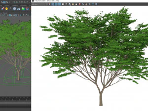 acer palmatum no 2 3D Model