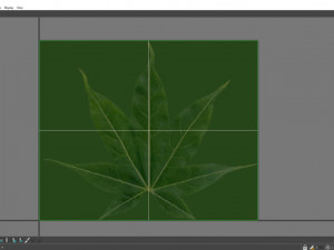 acer palmatum no 2 Modelo 3D