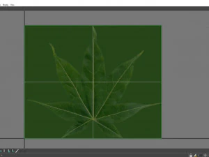 acer palmatum no 2 3D Model