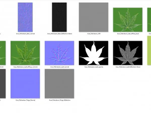acer palmatum no 2 3D Model