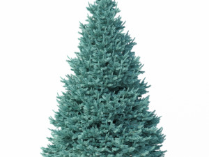 abies no 1 3D Model