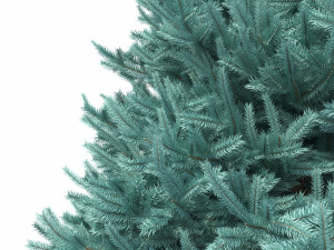 abies no 1 Modelo 3D