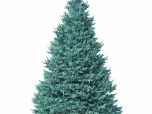 abies no 1 Modelo 3D