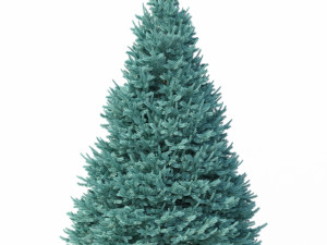abies no 1 Modelo 3D