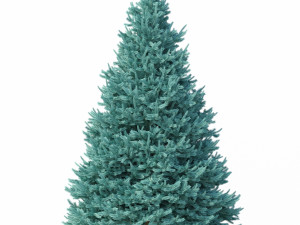 abies no 1 Modelo 3D
