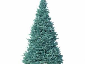 abies no 2 3D Model