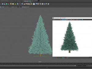 abies no 2 3D Model