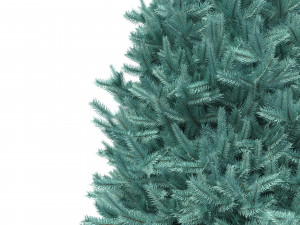 abies no 2 3D Model