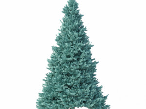 abies no 2 3D Model
