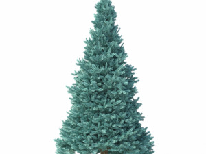 abies no 2 3D Model