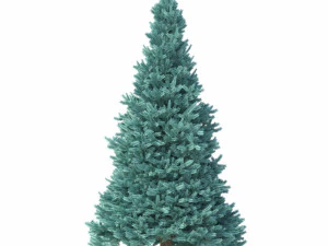 abies no 2 Modelo 3D