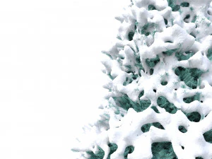 abies no 2 with snow 3D Model