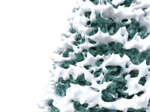 abies no 1 with snow 3D Model