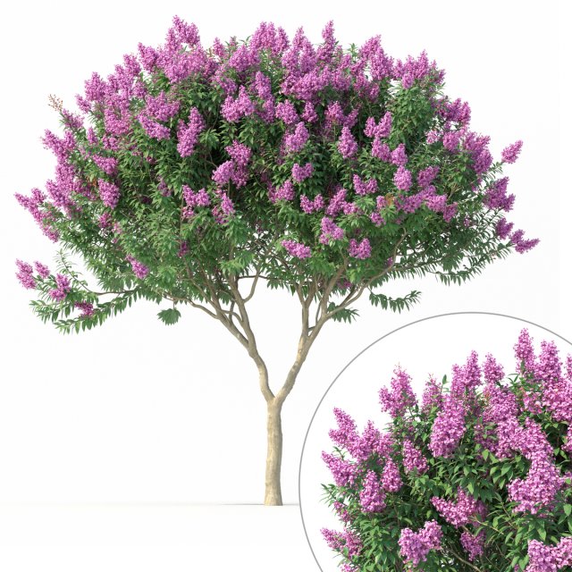 crape myrtle no 1 with flowers 3D Модель .c4d .max .obj .3ds .fbx .stl .blend 