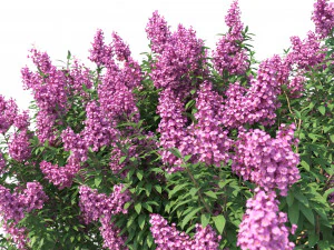 crape myrtle no 1 with flowers 3D Model