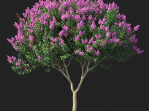 crape myrtle no 1 with flowers 3D Модель