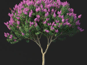 crape myrtle no 1 with flowers 3D Model